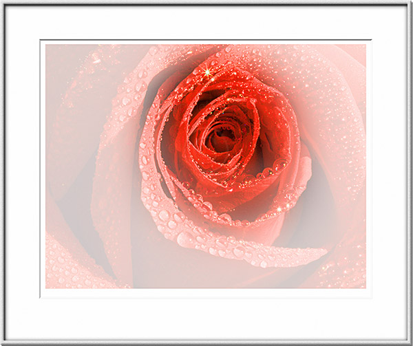 Image ID: 100-222-5 : Foggy Rose 2 